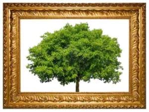 Lire la suite à propos de l’article Exposition de peintures du 6 au 7 juin 2020 sur le thème de « l’arbre » – Annulée